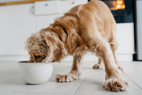 Bowls & Slow Feeders