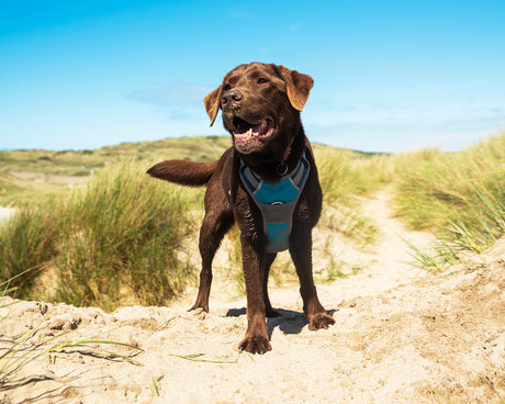 Leads, Collars, & Harnesses